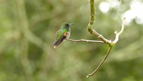 Rufous-Tailed-Hummingbird-perched-majestically-on-a-branch-with-beautiful-greenery-behind-it-in-Costa-Rica