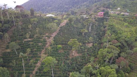 coffee plantation in the bolivian mountain jungle