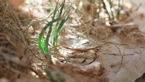 Drying-onions-naturally-outside-on-cloth,-close-up