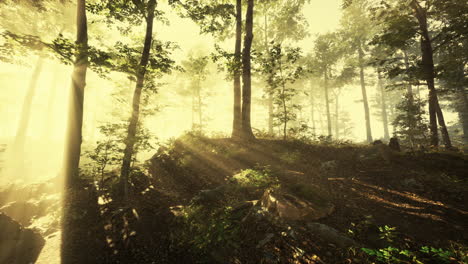 rays-of-sunlight-falling-into-a-misty-forest