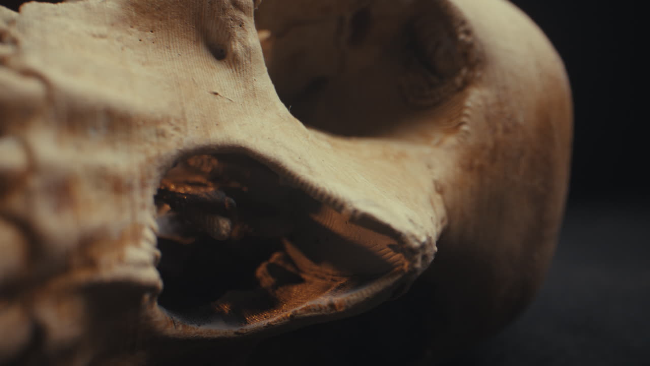Detailed Closeup of a Skull Model