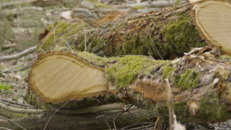 freshly cut coniferous forest trees close-up and panning of sawn pine logs