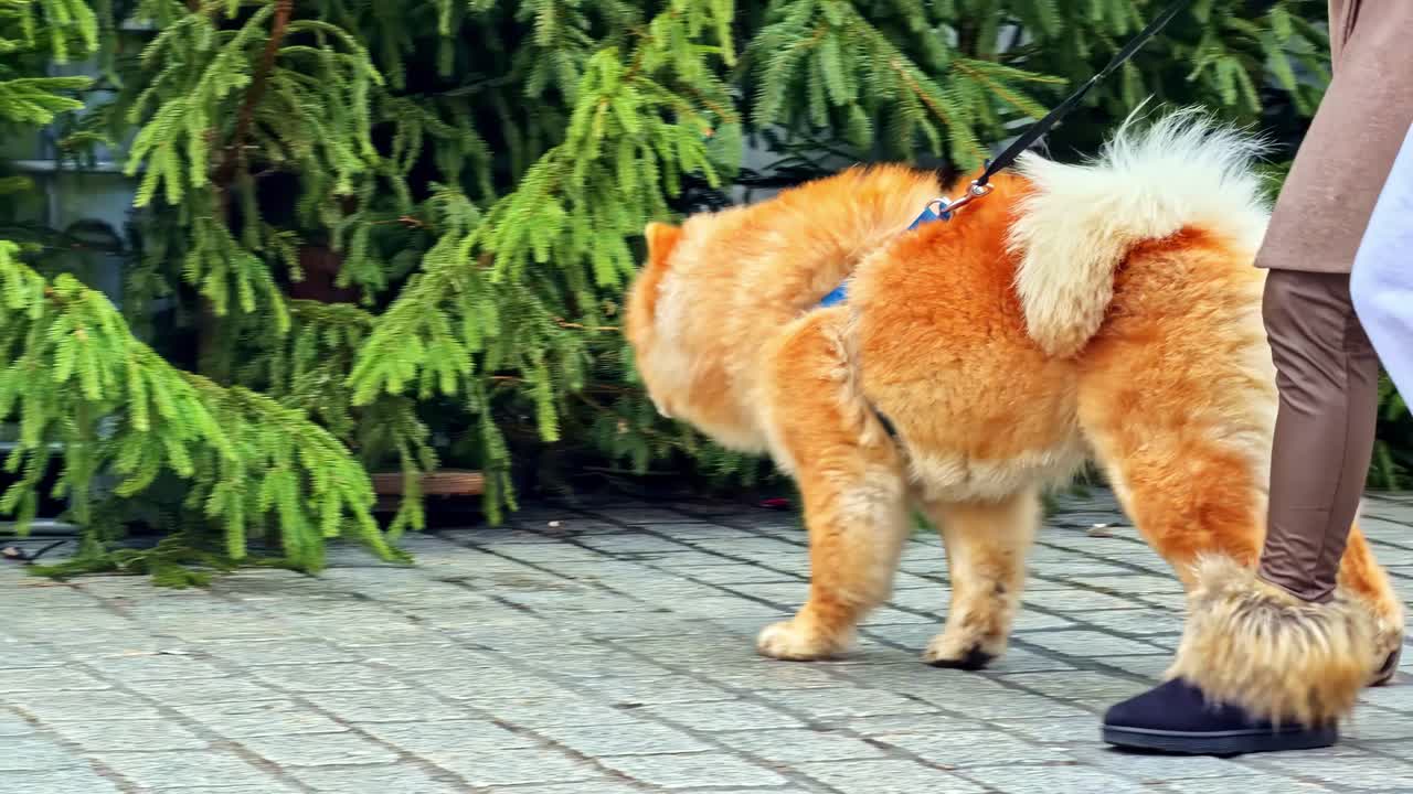 Chow Chow a Cracovia, in Polonia, con persone che camminano in una strada vivace