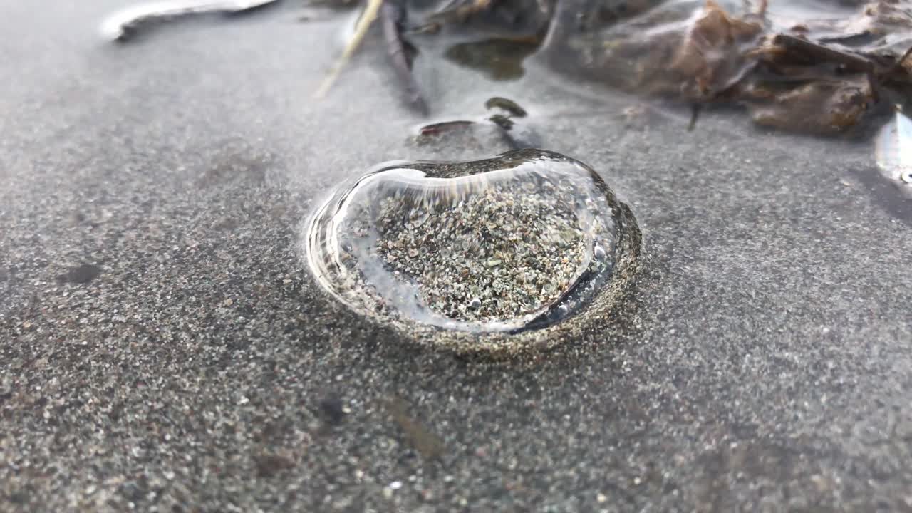 4K high definition video of a jelly fish surfacing in a shore