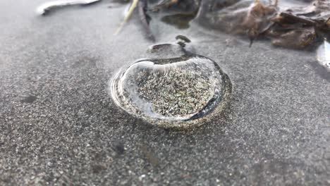4k high definition video of a jelly fish surfacing in a shore