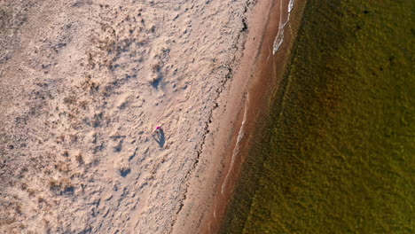 aerial of a dog in a vest running on a sandy beach