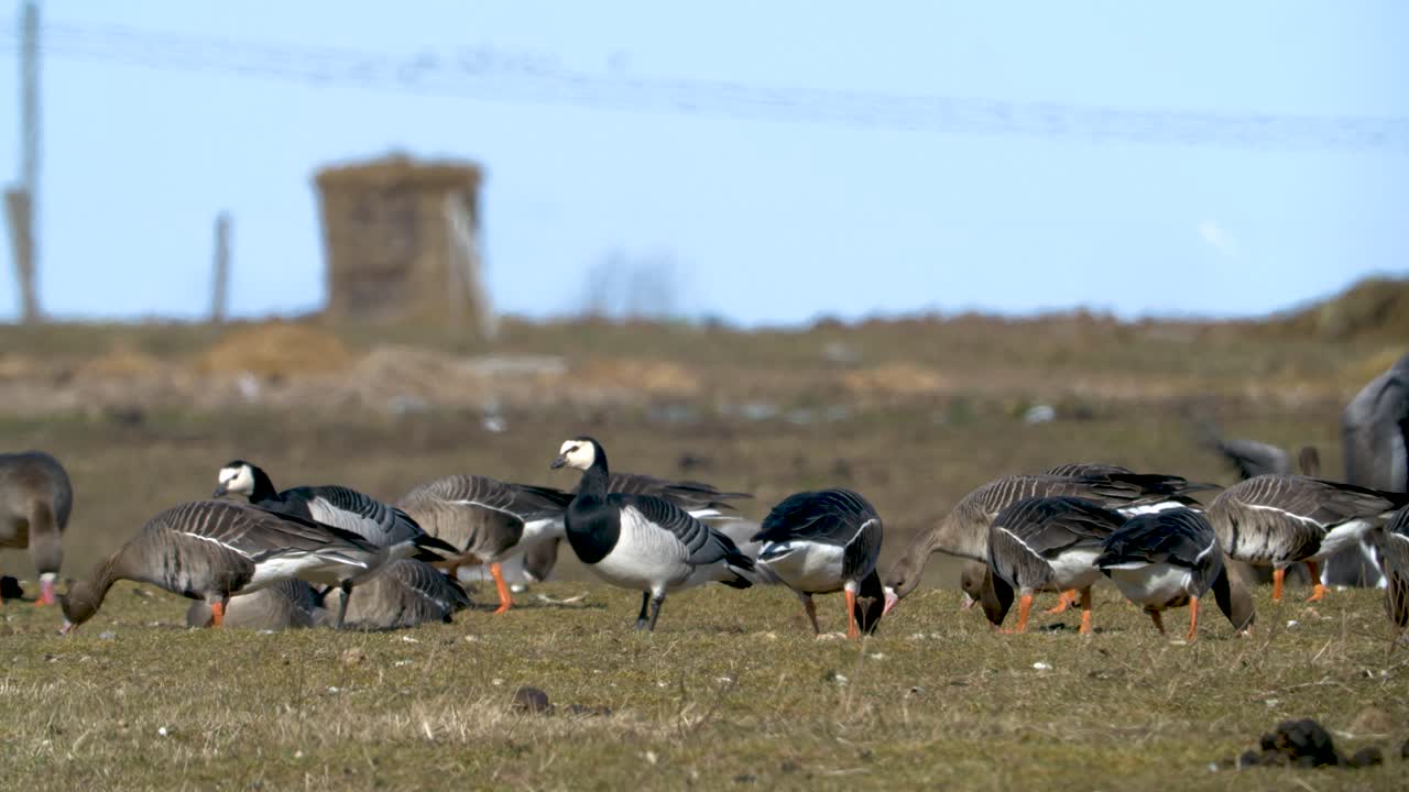 bandada de gansos y gansos de frente blanca comiendo hierba en el campo