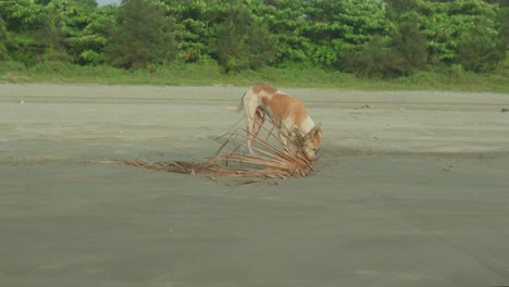 Ein-Hund-Spielt-Begeistert-Mit-Getrockneten-Palmblättern-An-Einem-Sandstrand