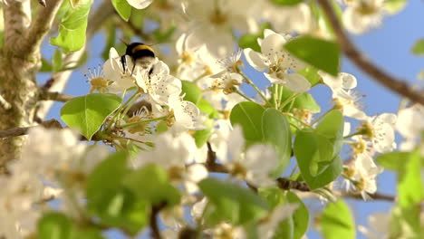 El-Marco-Natural-De-Las-Ramas-Muestra-Una-Abeja-Melífera-Recogiendo-Polen-En-Cámara-Lenta