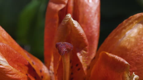 vista macro primer plano del pistilo de la flor de lirio rojo durante un día de verano brillante y ventoso