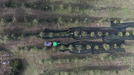 Toma-De-Drones-De-Agricultores-Recogiendo-Aceitunas-Maduras-Recién-Cosechadas-En-Una-Plantación-De-Olivos.