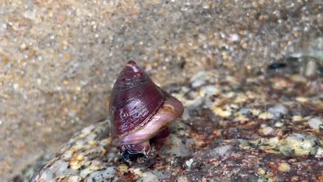 a turban snail exposed during low tide