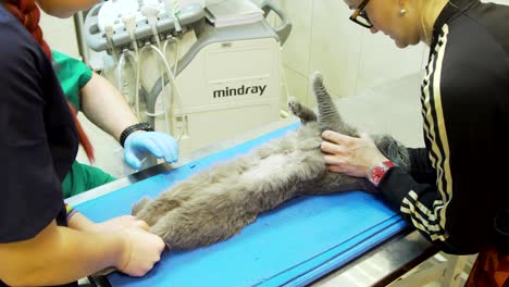 ultrasound diagnostic in veterinary clinic