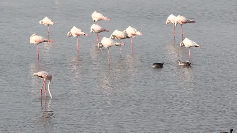 Ein-Zwergflamingo-Isoliert-Auf-Der-Suche-Nach-Nahrung-In-Einer-Gruppe-Im-Seewasser,-Stockvideo-In-Voller-HD-Qualität