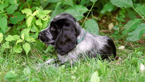 cute spaniel puppy dog chews green grass and leaves, fixed soft focus