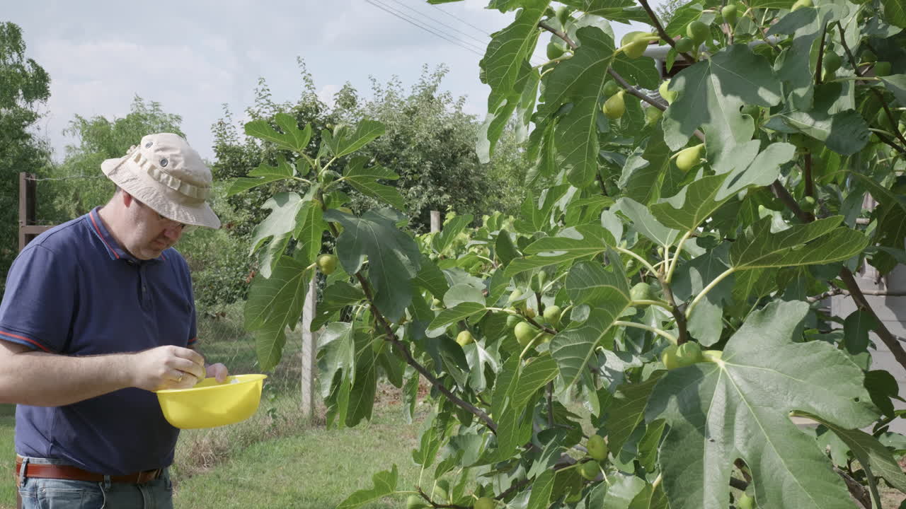 Man harvesting figs from tree in backyard garden