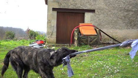 Cámara-Lenta-De-Un-Perro-Tirando-De-Un-Trapo-Viejo-Qt