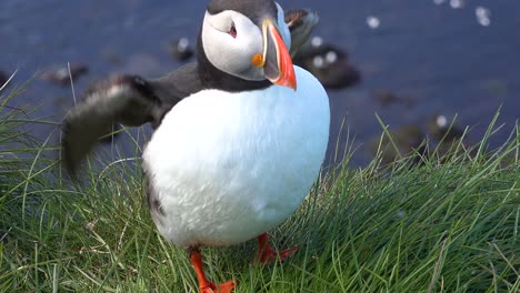 Bonito-Primer-Plano-De-Un-Lindo-Frailecillo-Posando-En-La-Costa-De-Islandia,-Cerca-De-Latrabjarg-11