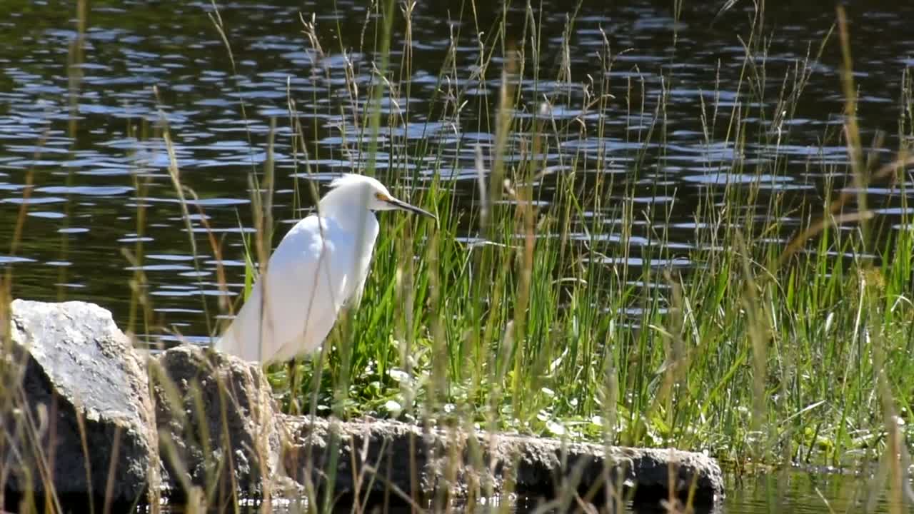 Hunting sequence of a Snowy Egret (Egretta thula) stalking and rapidly catching a dragonfly