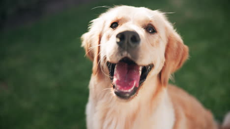 a golden retriever dog