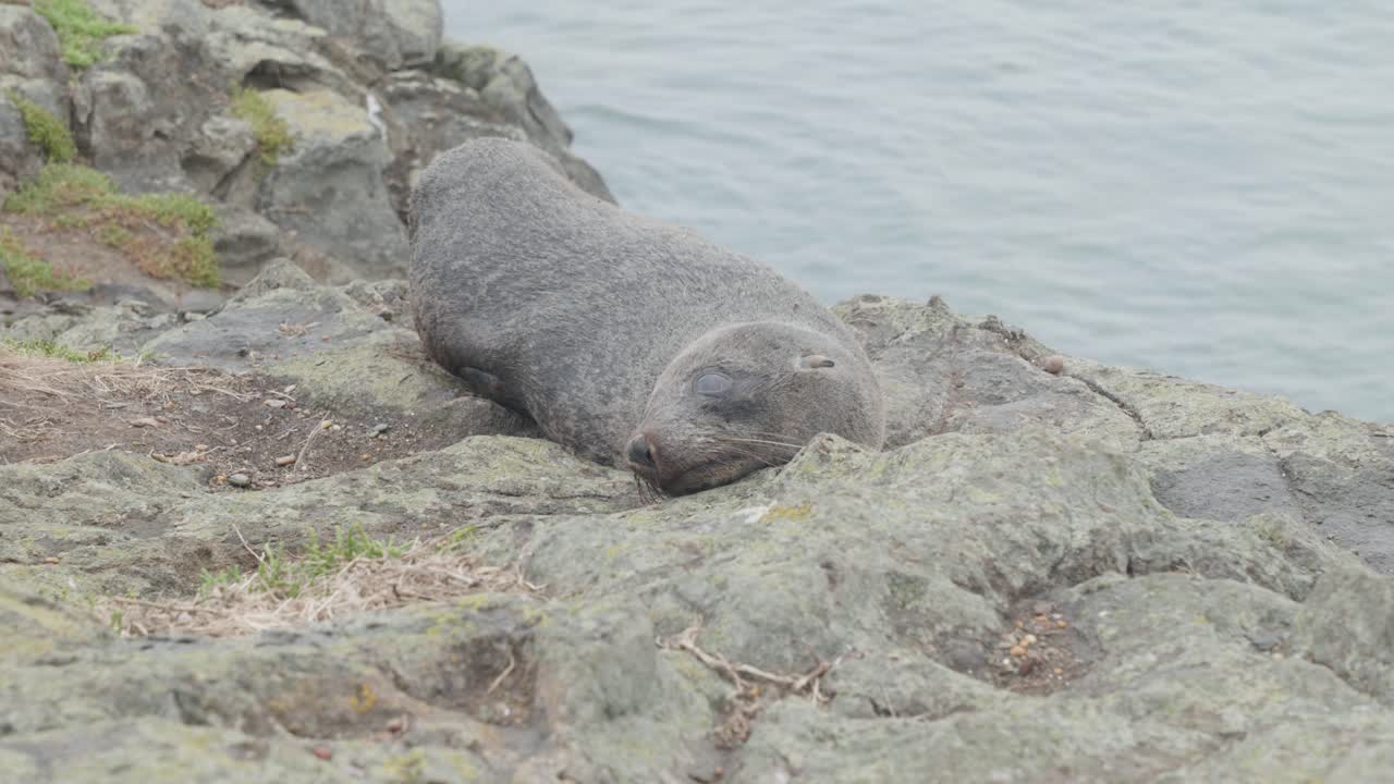 Sea lion laying down in between rocks, New Zealand.
