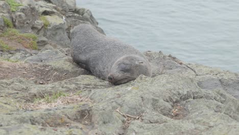 sea lion laying down in between rocks, new zealand.