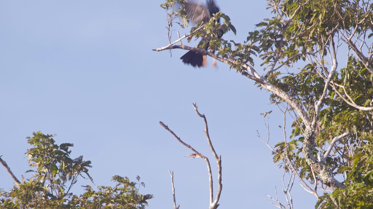 una caracara de garganta roja se alza sobre la rama de un árbol y luego agita sus alas y vuela a otra rama, cierra la toma en cámara lenta