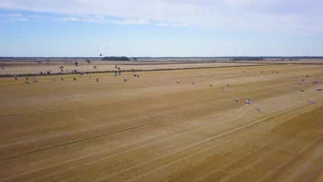 aerial view of a large flock of common cranes flying over the agricultural fields, wildlife, autumn bird migration, overcast autumn day, wide angle drone shot moving forward