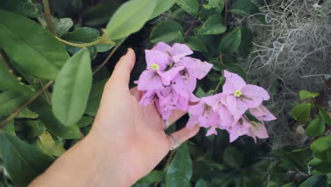 hand touching pink bougainvillea flowers