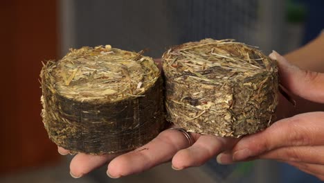 a rodent owner handles hay feed, pet animal food, close up shot