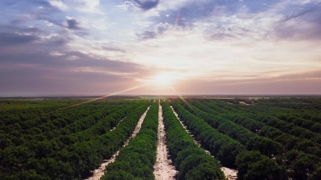 panorámica lenta a la derecha sobre un cultivo de naranja con una perfecta puesta de sol en el fondo