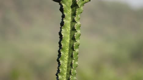 Incline-Hacia-Arriba-El-Tallo-De-Cactus-Espinoso-Verde-Saludable-En-La-árida-Llanura-Africana