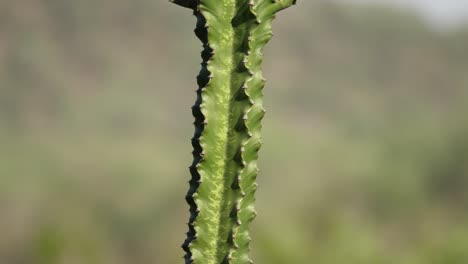 incline hacia arriba el tallo de cactus espinoso verde saludable en la árida llanura africana