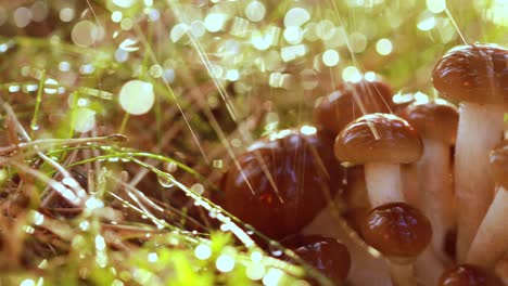 Armillaria-Mushrooms-of-honey-agaric-In-a-Sunny-forest-in-the-rain.