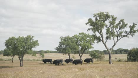 Aerial-footage-of-a-cattle-of-angry-bulls-in-a-field