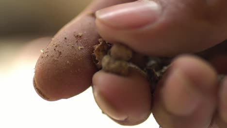 macro shot of hands creating powder from madder root, herb used for medicine and organic textile dye