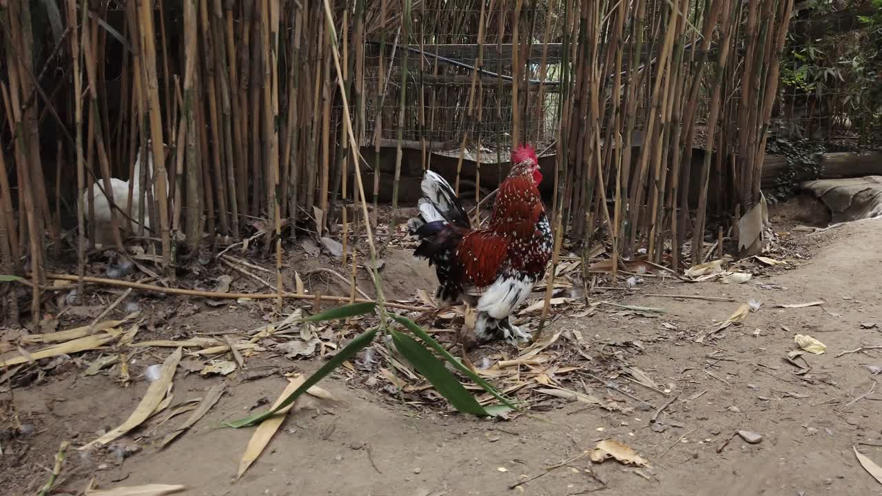 Sabelpoot rooster confidently strutting through bamboo grove, displaying distinctive feather pattern while white hen observes surrounding greenery