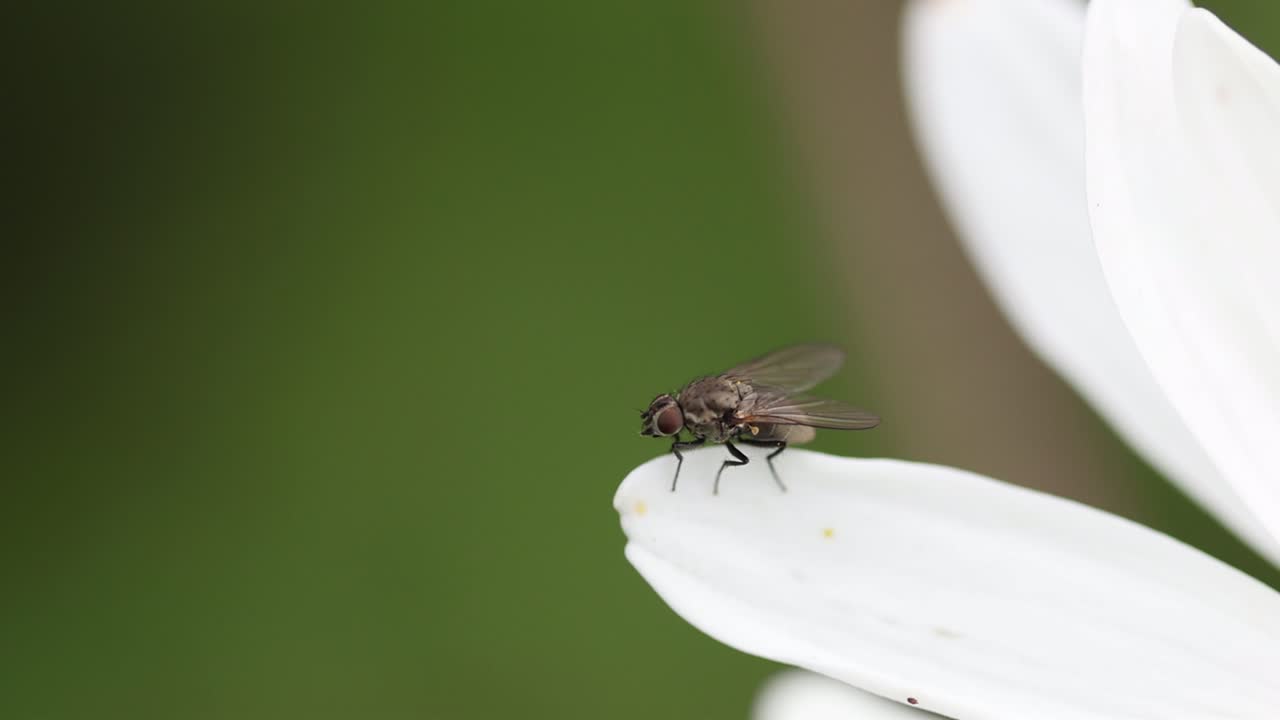 A small fly perched on a daisy petal. Summer. UK