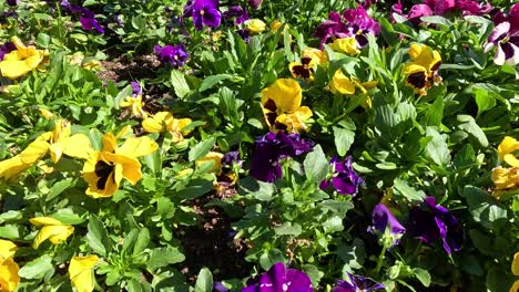 bee moving among vibrant flowers in garden