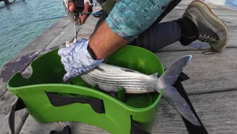 fish in hands with bait in mouth caught in saltwater