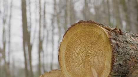 Raw timber logs stacked in woods after being cut down, commercial logging