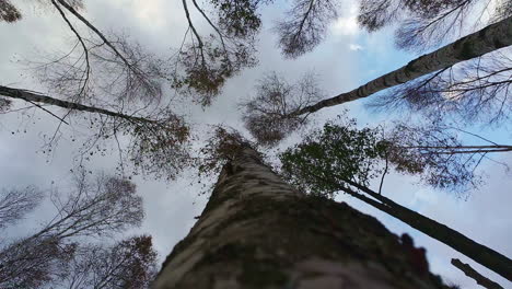 Beautiful-nadir-angle-shot-of-tall-trees-in-a-forest-with-cloudy-sky