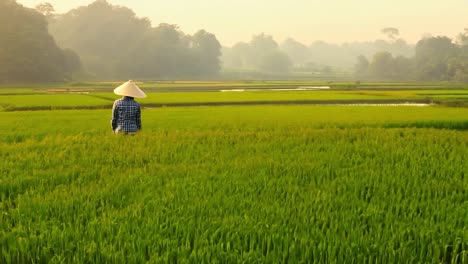 a farmer walks through a rice paddy in a rural field.