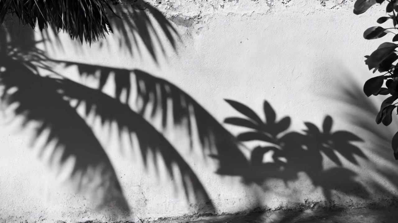 Black and White Shadows of Tropical Palm Leaves Moving on a Wall