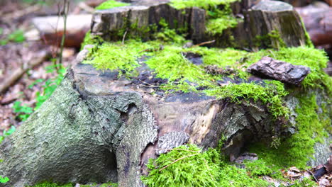 Musgo-Verde-Cubierto-De-Tronco-De-árbol-Talado,-Plantas-Destruidas-En-El-Bosque,-Sartén-A-Cámara-Lenta