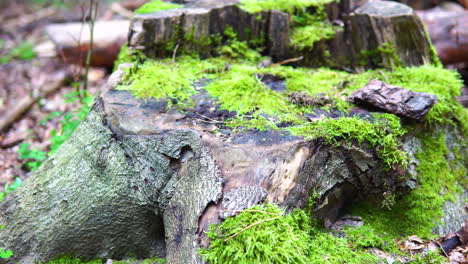 musgo verde cubierto de tronco de árbol talado, plantas destruidas en el bosque, sartén a cámara lenta