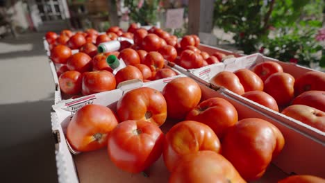 tomates en exhibición en un mercado de granjeros al aire libre