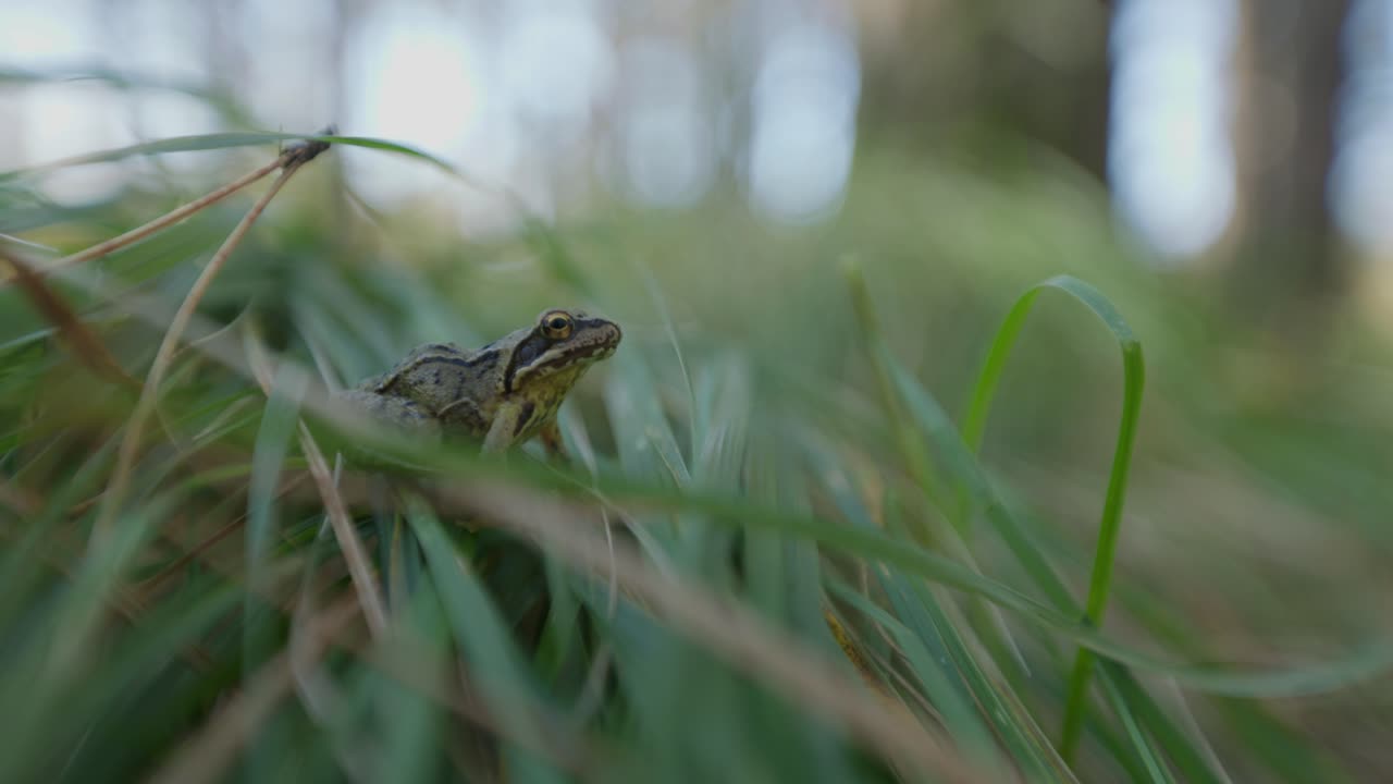 풀 속 의 개구리