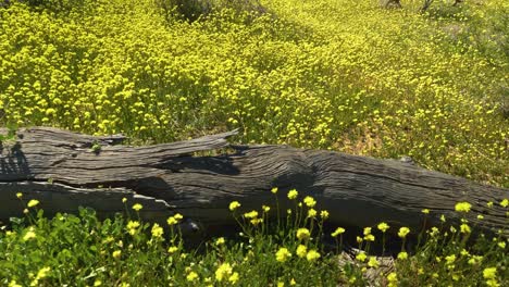 yellow wildflowers amongst native bush, australia