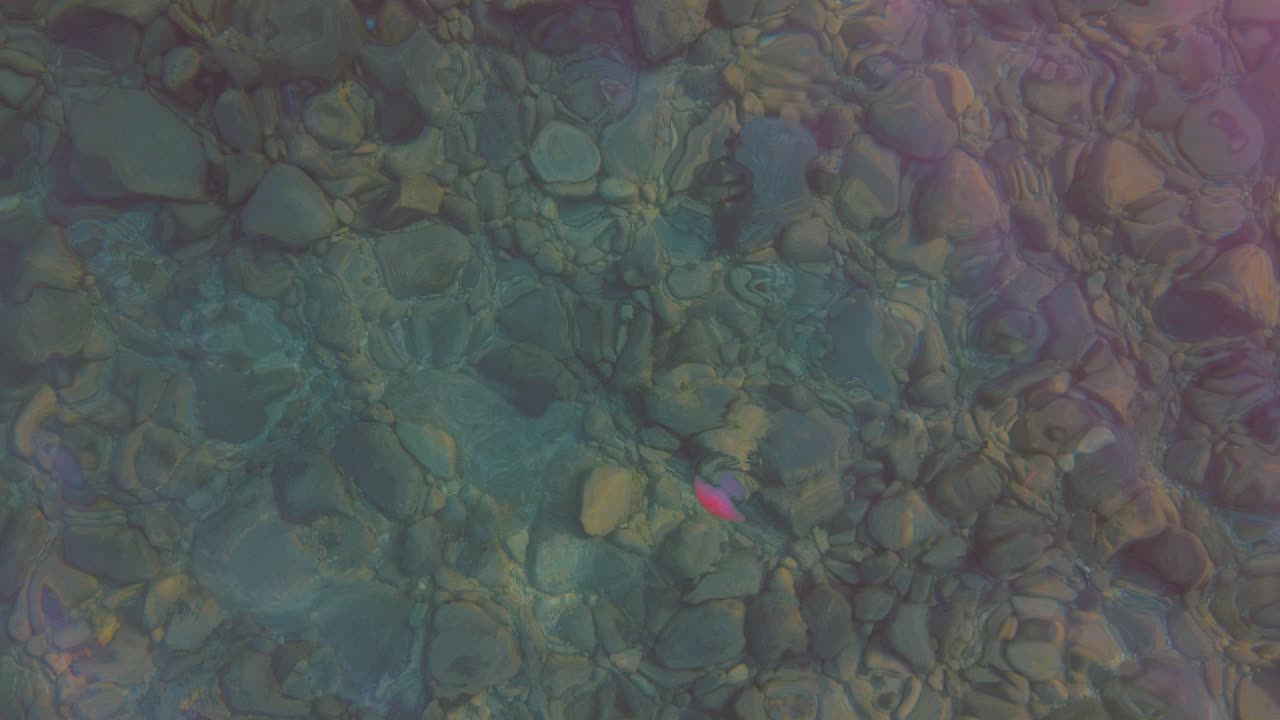 매우  ⁇ 은 물속에서 부드럽게 헤엄치는 멋진 해파리를 한눈에 볼 수 있습니다.